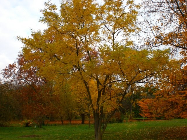 Sophora japonica automne